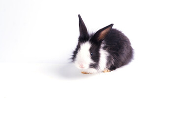 Cute adorable black and white rabbit sitting on isolated white background. Lovely baby bunny single sit while watching something on pink background.
