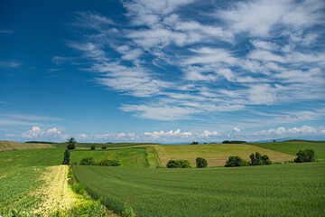 Obraz premium 7月快晴の美瑛パッチワークの丘より