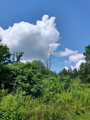 Obraz premium green meadows, bushes, azure sky with a large white cloud