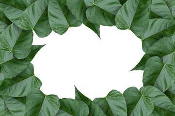Fototapeta premium fresh green leaf on white background