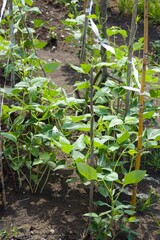 fresh yard long bean plant in nature garden