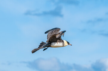 Pomarine Jaeger (Stercorarius pomarinus) in Barents Sea coastal area, Russia