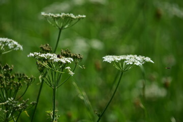 Blumen mit Insekten