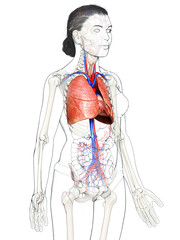 3d rendered, medically accurate illustration of a female lung anatomy