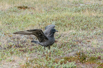 Pomarine Jaeger (Stercorarius pomarinus) in Barents Sea coastal area, Russia