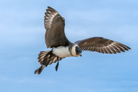 Pomarine Jaeger (Stercorarius pomarinus) in Barents Sea coastal area, Russia