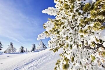 Snow covered fir trees in a snowy valley in sunny winter day. Snowy winter landscape on bright clear blue sky background. Sunny snowy day in the mountains. Christmas fairy tale winter backgrounds. 