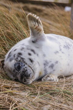Waving baby seal