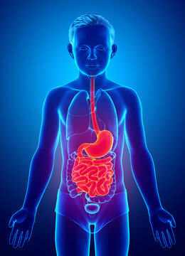 3d rendered, medically accurate illustration of a young boy stomach and small intestine