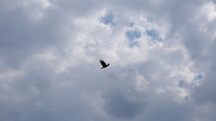 Fototapeta na wymiar corbeau noir dans ciel nuageux