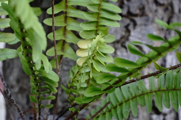 house plants in the nature Close up, Solf focus