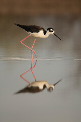 black winged stilt