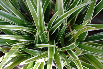 house plants in the nature Close up, Solf focus
