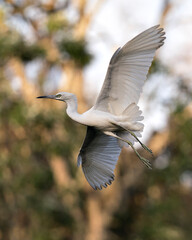 Little Egret Bird Photo. Picture. Image. Portrait. Close-up profile view. Flying with spread wings.