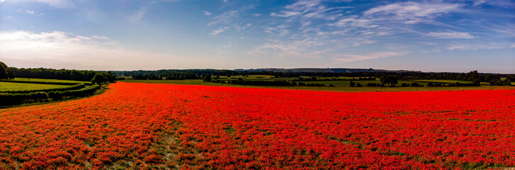 Panoramic picture of a red poppy flower field with a nice blue sky with intermittent clouds in a nice colorful image. 