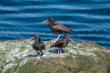 Black Oystercatcher (Haematopus bachmani) at Chowiet Island, Semidi Islands, Alaska, USA