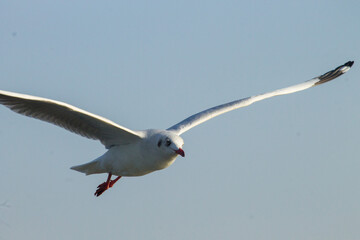 seagull in flight