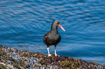 Black Oystercatcher (Haematopus bachmani) at Chowiet Island, Semidi Islands, Alaska, USA