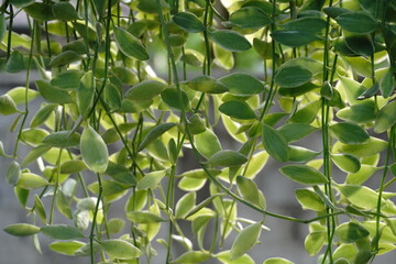 house plants in the nature Close up, Solf focus