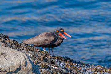 Black Oystercatcher (Haematopus bachmani) at Chowiet Island, Semidi Islands, Alaska, USA