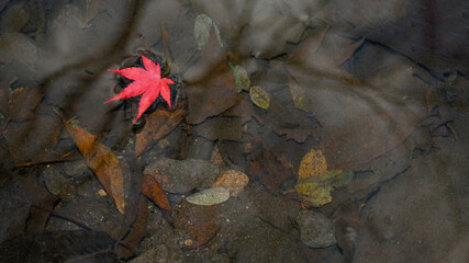 秋　モミジ　水　素材