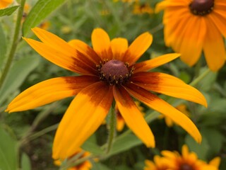 black-eyed susan Brownish-brown flowers, brown stamens in the center, many long petals