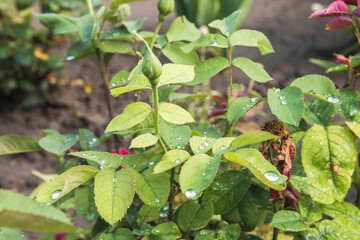 closeup leaves and bush of rose flower with drops after rain