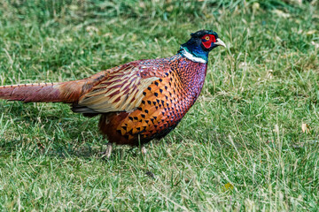Common Pheasant (Phasianus colchicus) in park