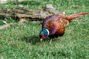 Common Pheasant (Phasianus colchicus) in park