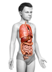 3d rendered medically accurate illustration of boy Internal organs