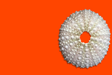 Sea urchin shell isolated on orange lava background