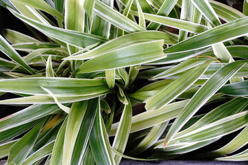 Obraz premium house plants in the nature Close up, Solf focus