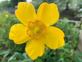 Yellow petals of Hypericum x hidcoteense 'Hidcote' Yellow flowers, five petals, green stalk