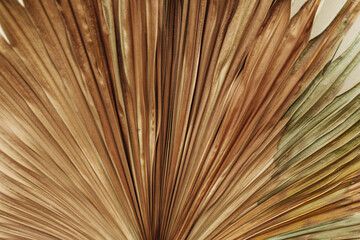 Close-up photo of brown old palm leaf on isolated background. Snapshot of dry tropical plant.