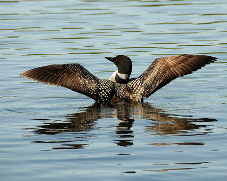 Loon bird Stock Photos.  Loon bird with spread wings close-up profile view in the water. Image. Picture. Portrait. 