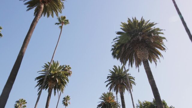 4k view of palm trees against a blue sky. Slow Motion POV Vehicle shot. Driving in Beverly Hills, Los Angeles, California. 