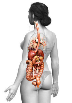 3d rendered medically accurate illustration of Female Digestive System  and heart