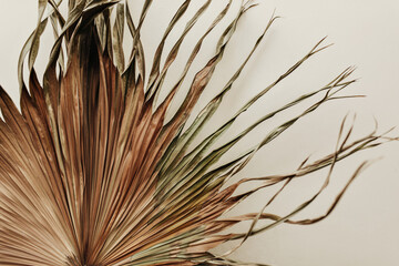Close up photo of old dry plant on white wall background. Snapshot of brown palm leaf on isolated...