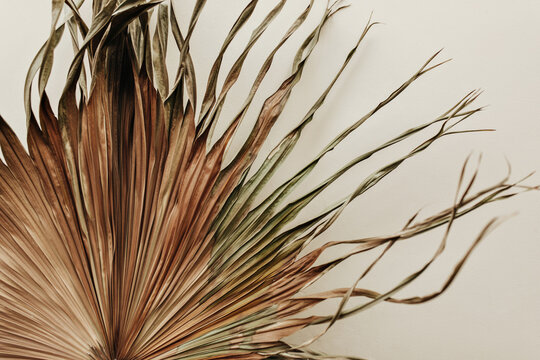 Close Up Photo Of Old Dry Plant On White Wall Background. Snapshot Of Brown Palm Leaf On Isolated Backdrop.