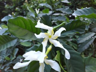 The flower of Tabernaemontana sananho is fragrant consists of five long white petals with a touch...