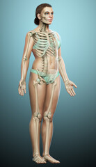 Fototapeta na wymiar 3d rendered, medically accurate illustration of a female skeleton system