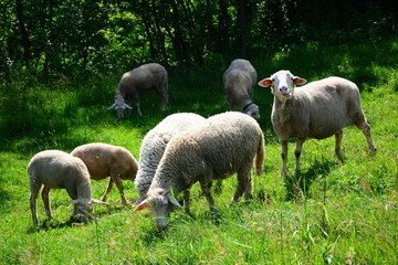 Obraz premium flock of sheep