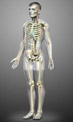 3d rendered, medically accurate illustration of a male skeleton system