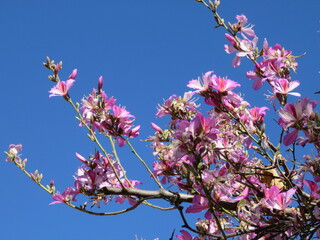 Brazilian orchid tree blossom