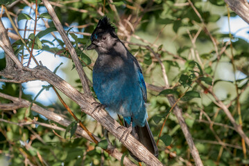 Steller’s Jay (Cyanocitta stelleri) in coniferous forest, Anchorage, Alaska, USA