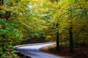 Bend in the road in a forest with autumn foliage