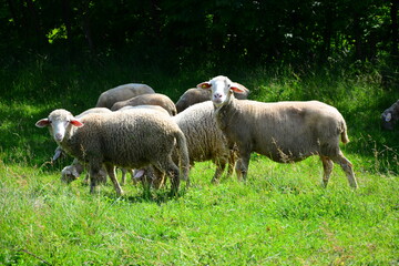 Fototapeta premium sheep in the field