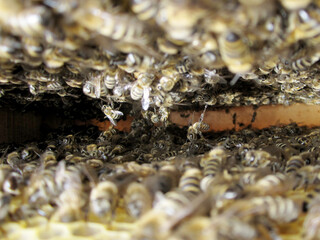 Winged bee slowly flies to beehive collect nectar on private apiary