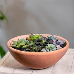 Beautiful terrarium with succulent, cactus, flower, rock, sand inside, red pot