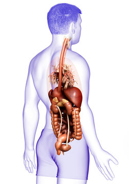 3d rendered medically accurate illustration of male Digestive System